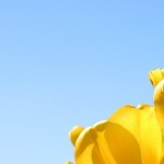 Profile picture of Diane M Harding